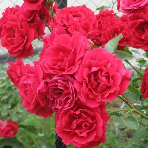 Роза плетистая Симпати (красный)