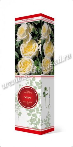 Роза плетистая Эльф (белый с зелен оттенком)